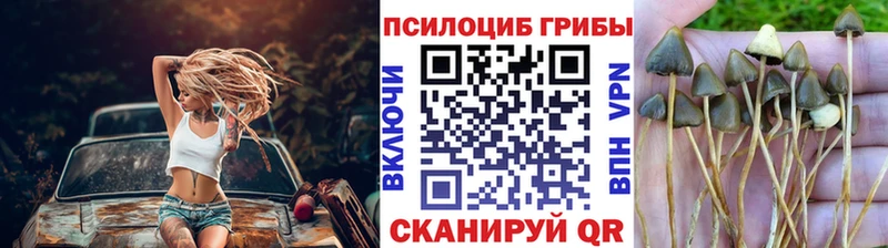 darknet состав  Кондопога  Псилоцибиновые грибы Psilocybine cubensis 
